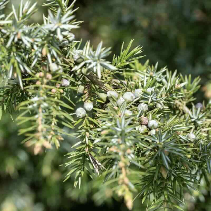 Juniperus-communis-roslina Juniperus-communis-roslina