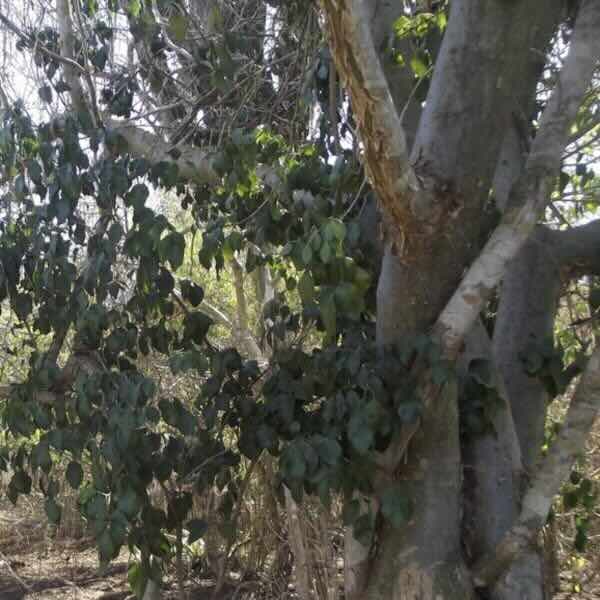 Amyris-balsamifera-drzewo Amyris-balsamifera-drzewo