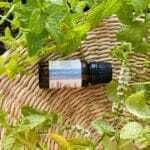 mięta pieprzowa właściwości