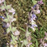 szałwia muszkatołowa