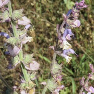 kwiaty i liście szałwii muszkatołowej Salvia sclarea – surowiec do olejku eterycznego