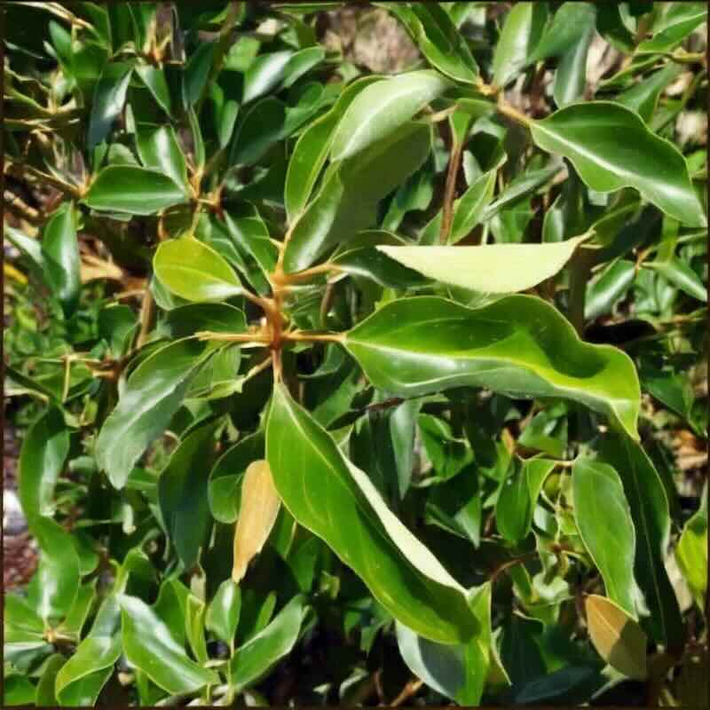 Ravensara-aromatica-drzewo Ravensara-aromatica-drzewo