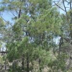 Callitris-intratropica-roslina