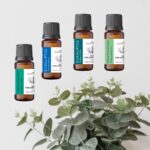 Odmiany eukaliptusa i ich właściwości