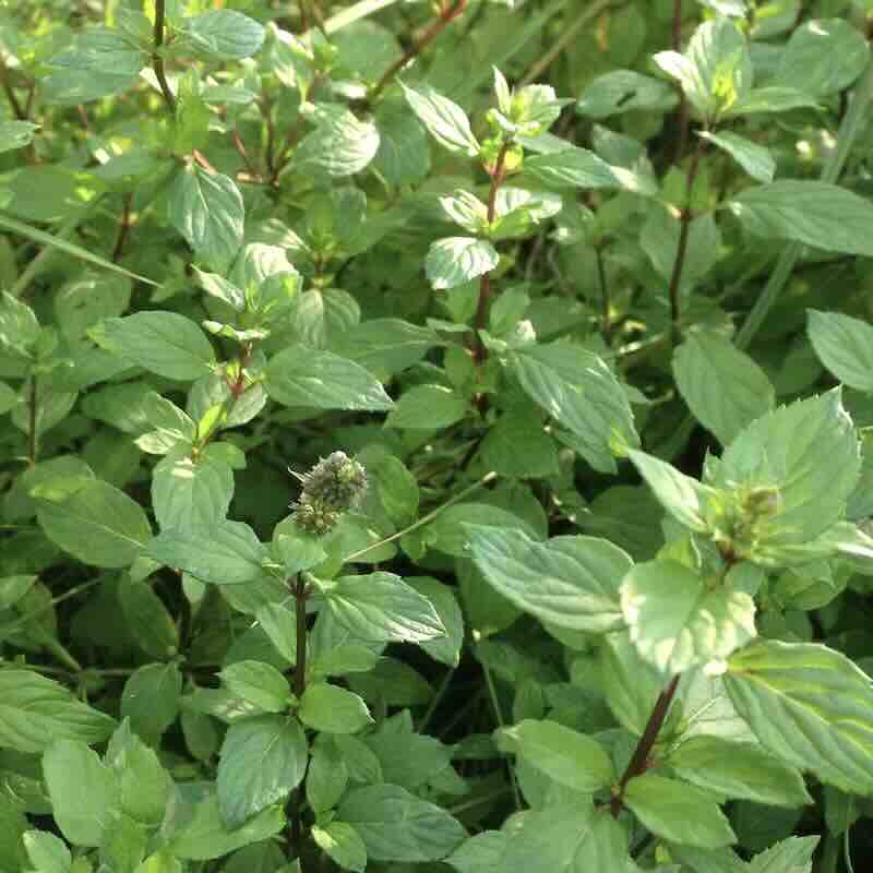 Screenshot Mentha-spicata-roslina