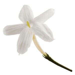 Kwiaty jaśminu Sambac (Jasminum sambac) – surowiec do produkcji absolutu jaśminowego