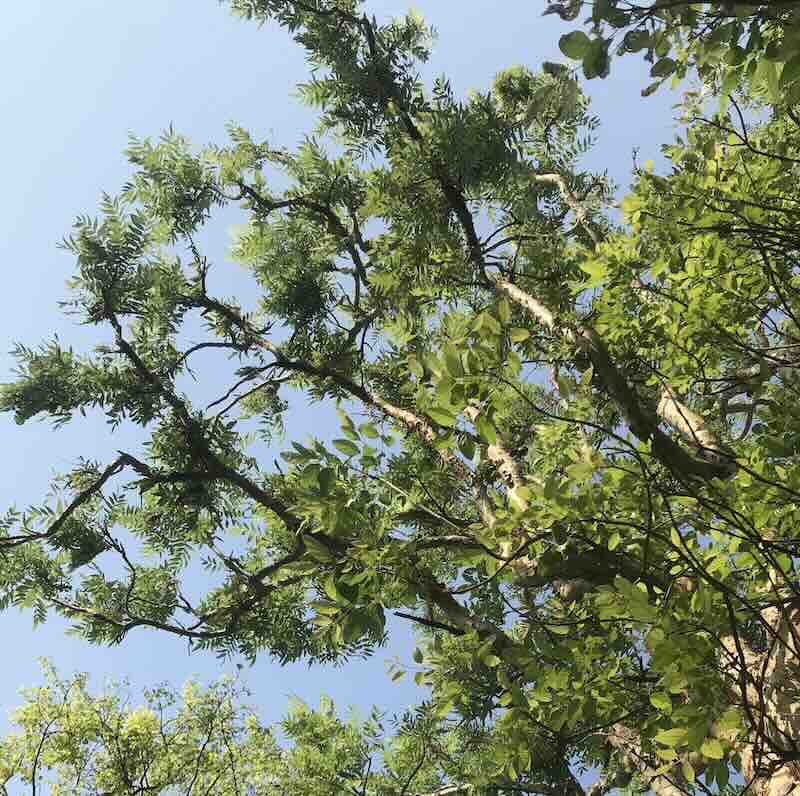 Screenshot Boswellia-serrata-roslina
