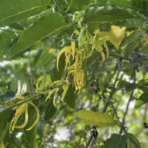 Cananga-odorata-roslina