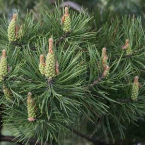 Pinus-sylvestris-roslina