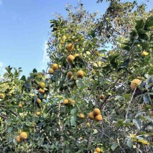 citrus-sinensis-pomarancza