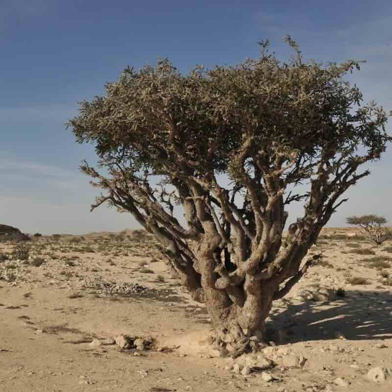 Screenshot Boswellia-Carterii-roslina