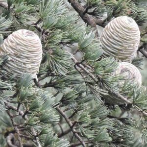Cedrus-deodara-roslina