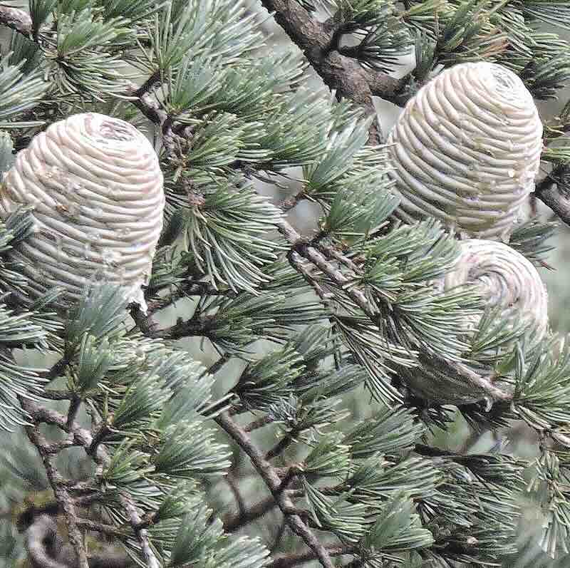 Screenshot Cedrus-deodara-roslina