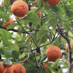 Citrus-aurantium-roslina