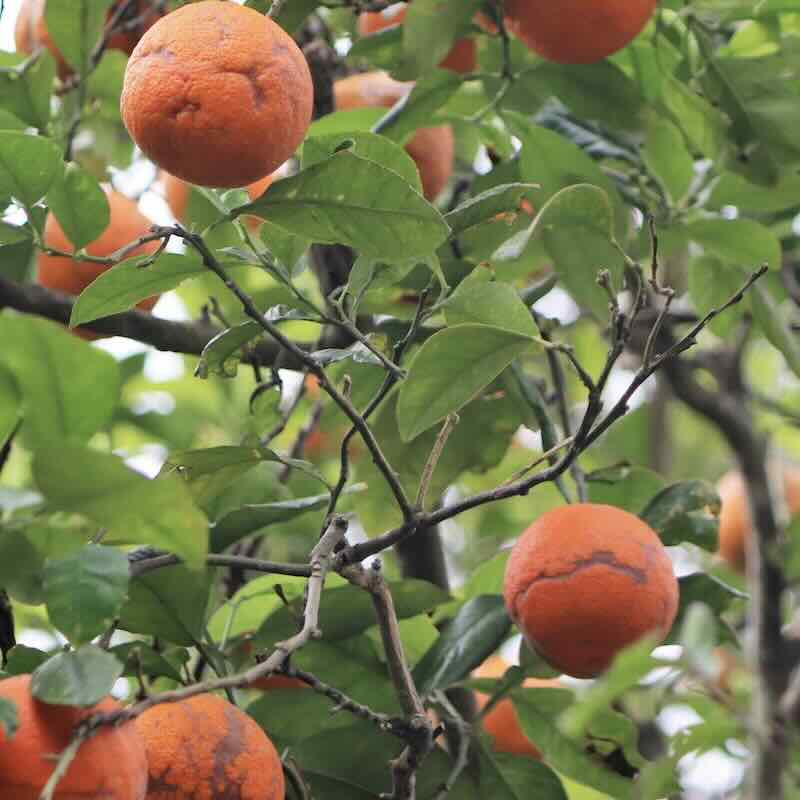 Screenshot Citrus-aurantium-roslina