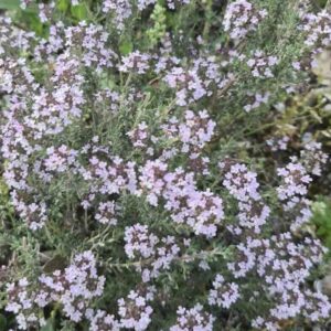Thymus-vulgaris-roslina