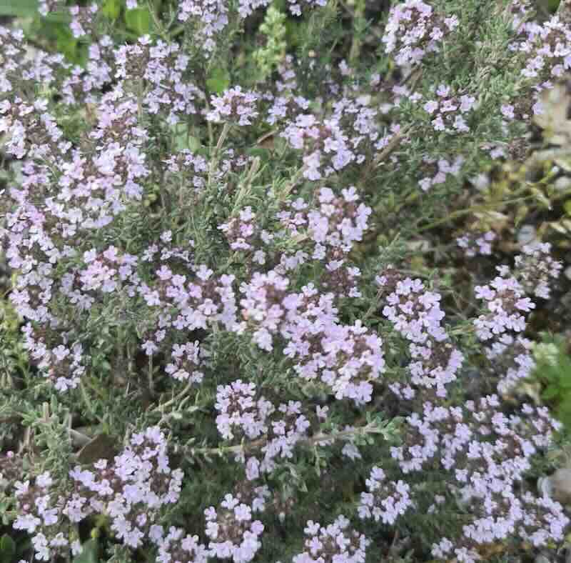 Screenshot Thymus-vulgaris-roslina