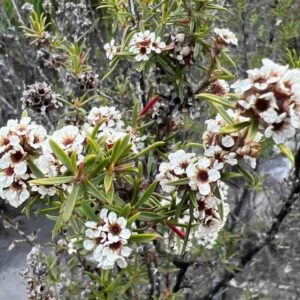 Agonis-fragrans_roslina
