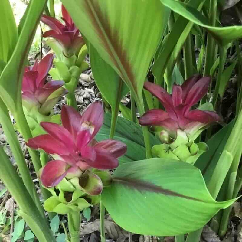 Curcuma-longa_roslina Curcuma-longa_roslina