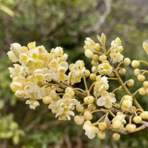 Litsea-cubeba_roslina