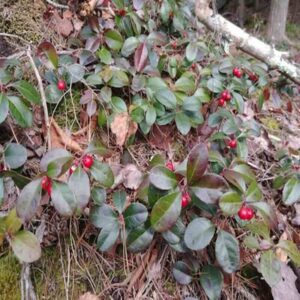 Gaultheria-procumbens_roslina