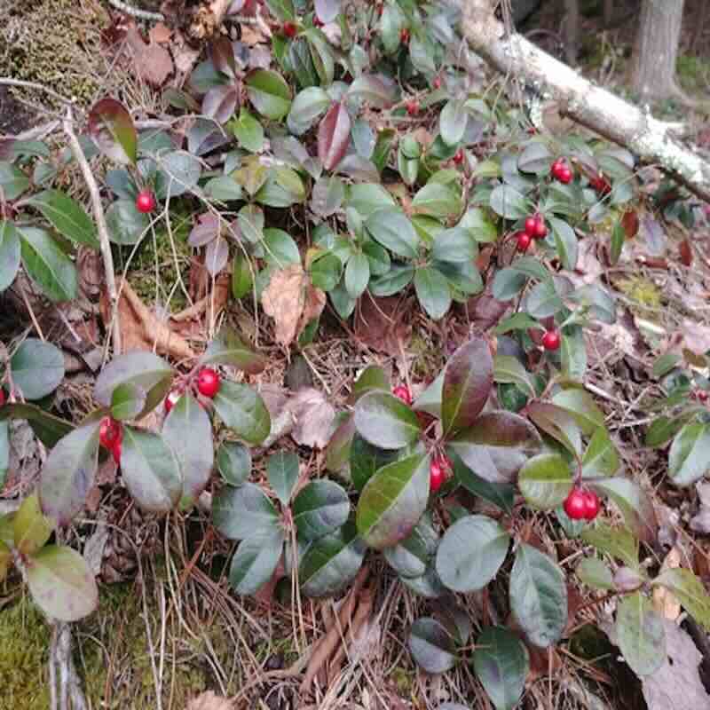 Gaultheria-procumbens_roslina Gaultheria-procumbens_roslina