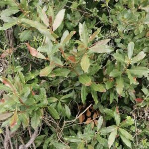 Laurus-nobilis_roslina