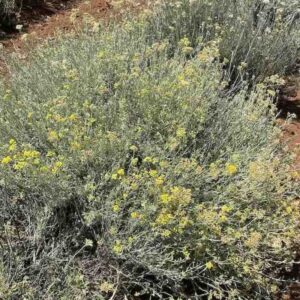 helichrysum-italicum-ros