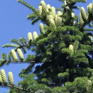 Abies-alba-drzewo