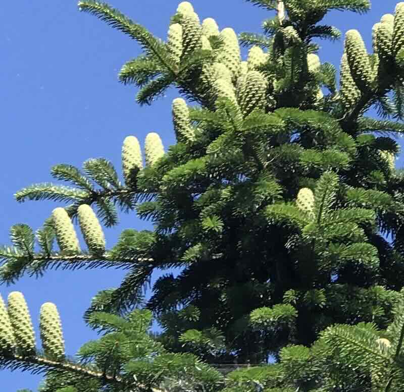 Screenshot Abies-alba-drzewo