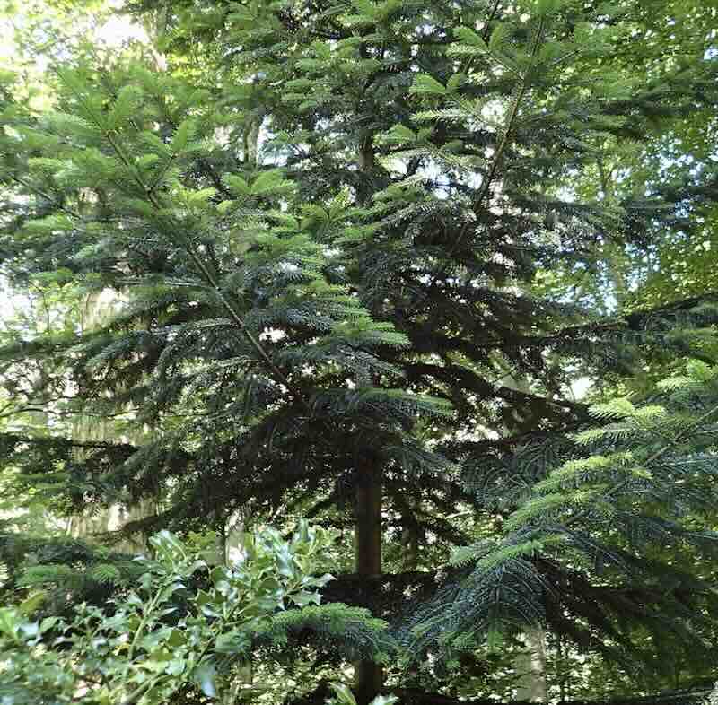 Screenshot Abies-alba-igly
