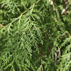 Cupressus-funebris-roslina