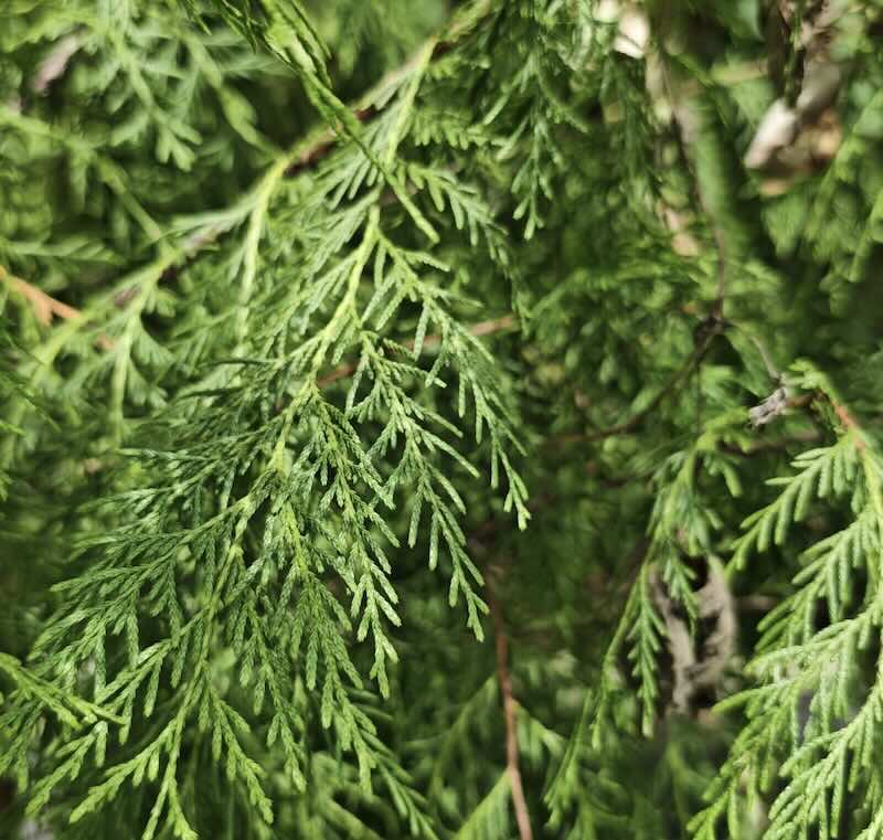 Cupressus-funebris-roslina Cupressus-funebris-roslina