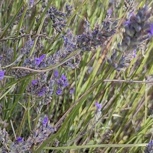 Lavandula-latifolia-krzak