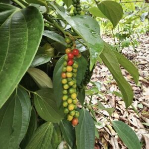 Piper-nigrum_roslina