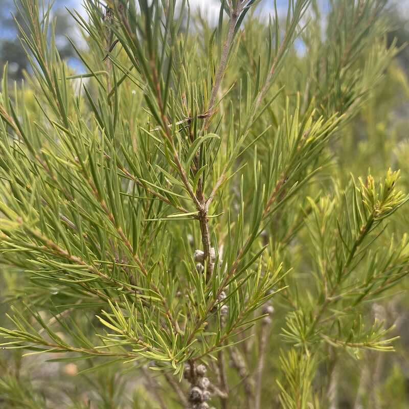 Screenshot Melaleuca-alternifolia-drzewo