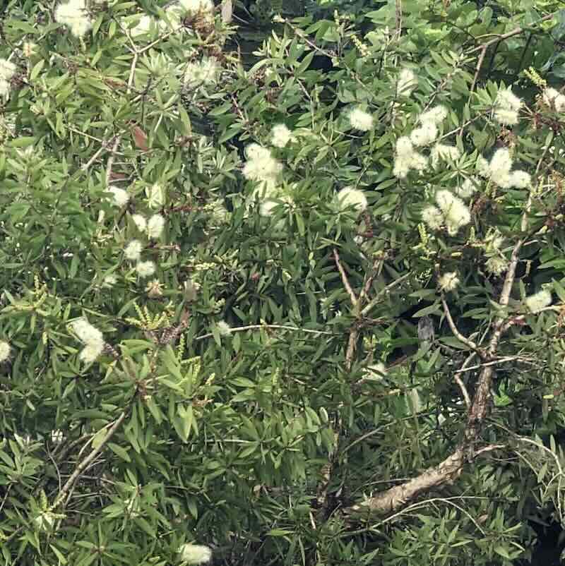 Melaleuca-quinquenervia-drzewo Melaleuca-quinquenervia-drzewo