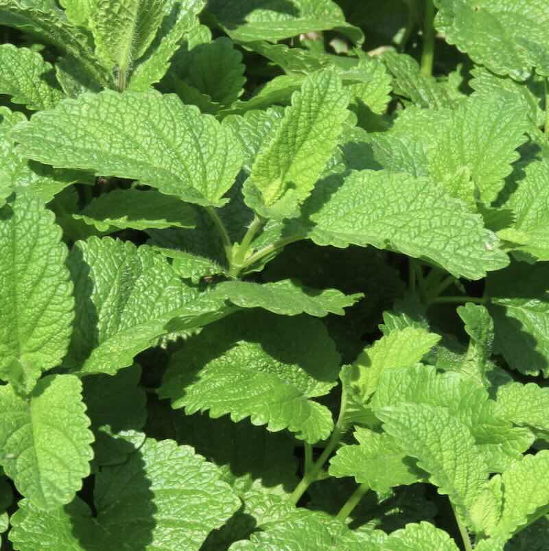 Screenshot Melissa-officinalis-zielona