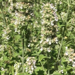 Nepeta-cataria-roslina-zielona