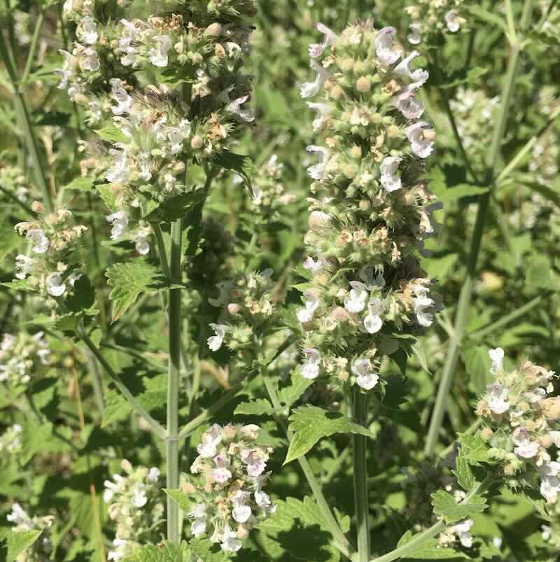 Screenshot Nepeta-cataria-roslina-zielona