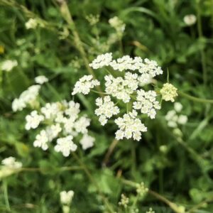 kminek-zwyczajny-roslina