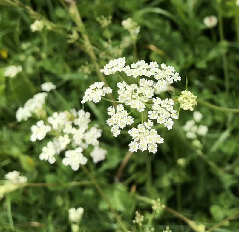 kminek-zwyczajny-roslina kminek-zwyczajny-roslina