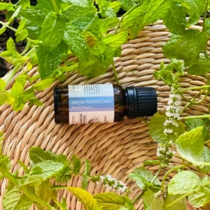 Mięta pieprzowa w aromaterapii – naturalny olejek eteryczny z mięty pieprzowej wśród świeżych liści mięty
