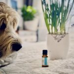 olejki-eteryczne-na-alergie