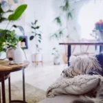 olejki-eteryczne-dla-psow