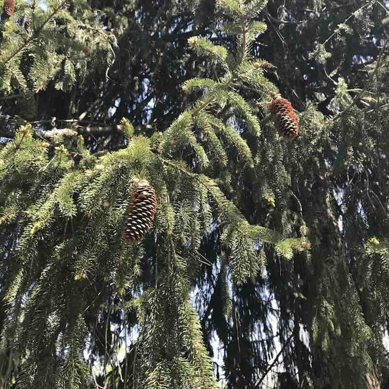 Screenshot Picea-abies-drzewo