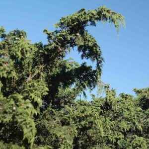 Juniperus-mexicana-drzewo
