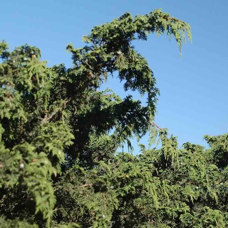 Screenshot Juniperus-mexicana-drzewo