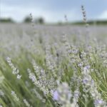 Olejek Lawendowy: Kompletny Przewodnik - Rodzaje, Właściwości, ZastosowaniaWłaściwości, Zastosowanie