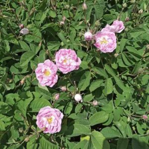 osa-damascena_kwiat